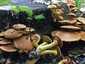 Aranysárga lánggomba (Gymnopilus junonius), Budai-hegység